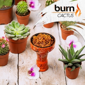 Cactus - кактус с алоэ вера